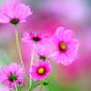 BS6T3788......SILKYPIX_DS_PRO...9...2110