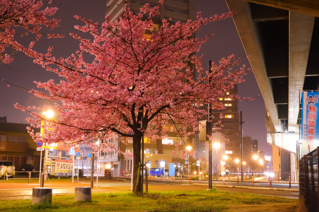 夜の街に咲く桜