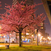 夜の街に咲く桜