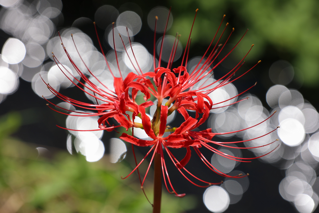 キラキラ曼珠沙華