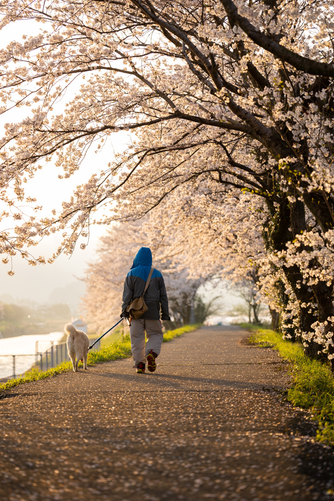 朝の桜並木