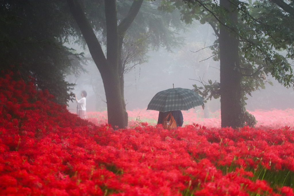 赤い華と雨