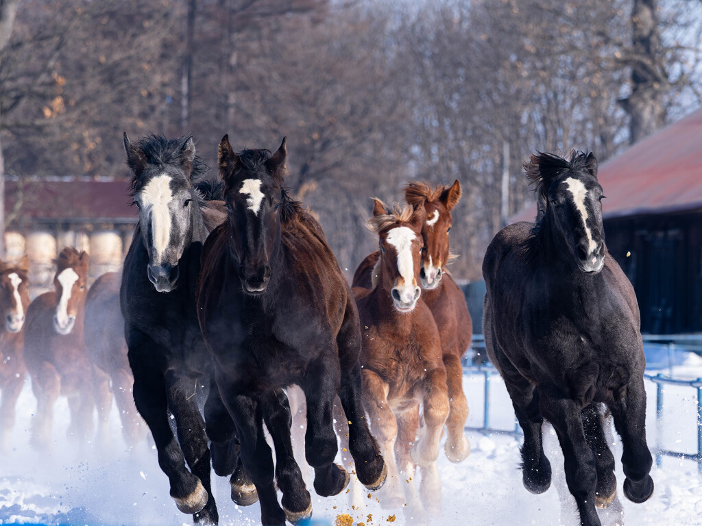 十勝馬追