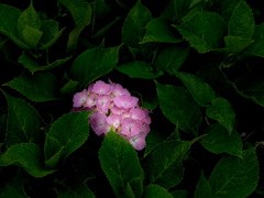 紫陽花