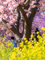 菜の花と桜