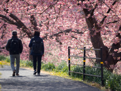 桜道