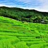 里山の夏