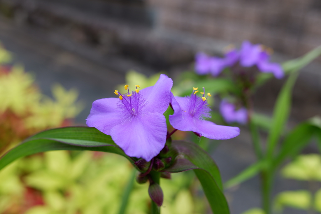 首夏の花　ツユクサ