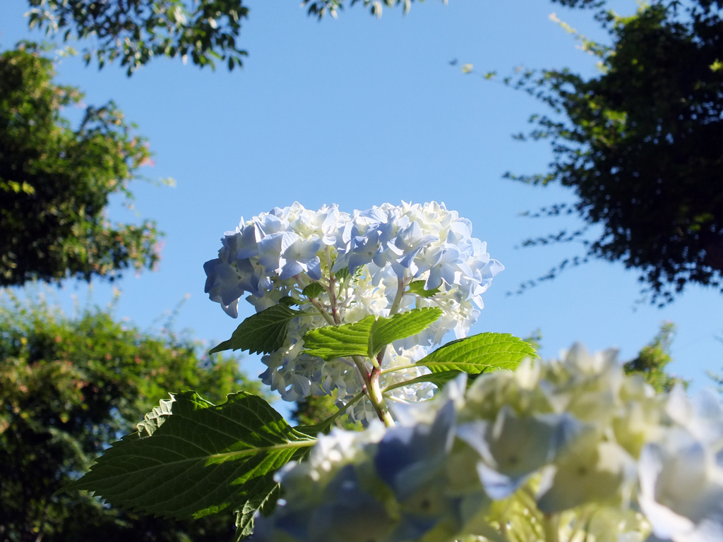 紫陽花(UZ)