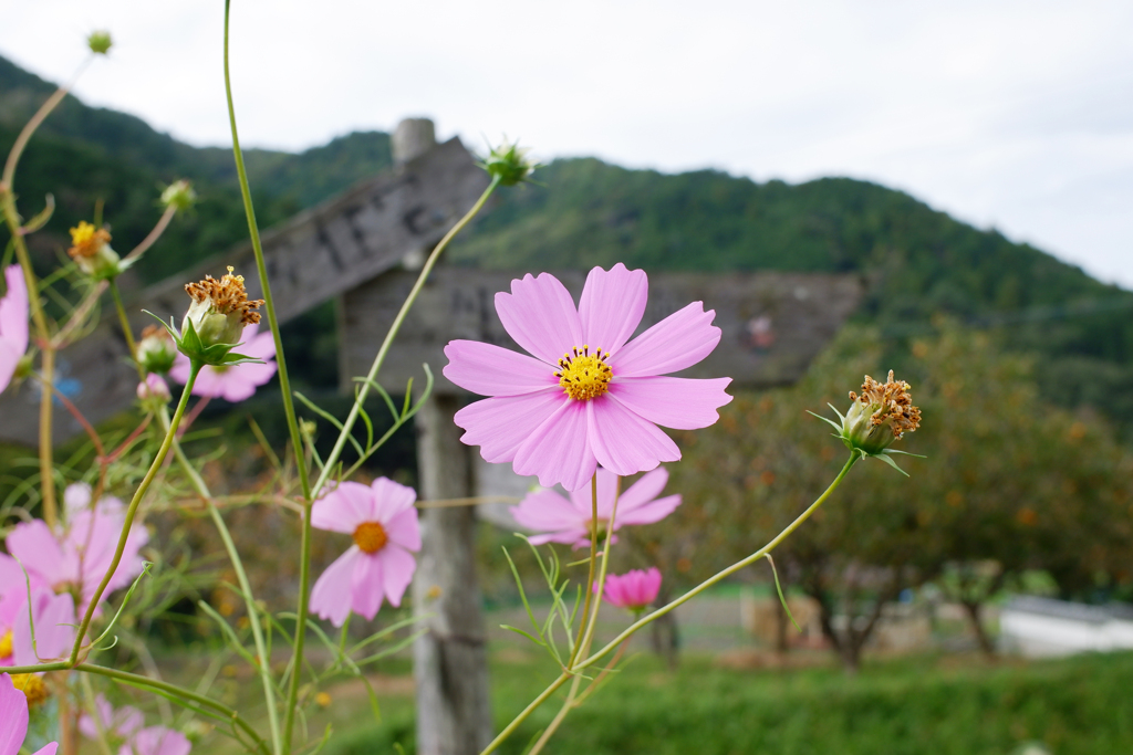 秋桜