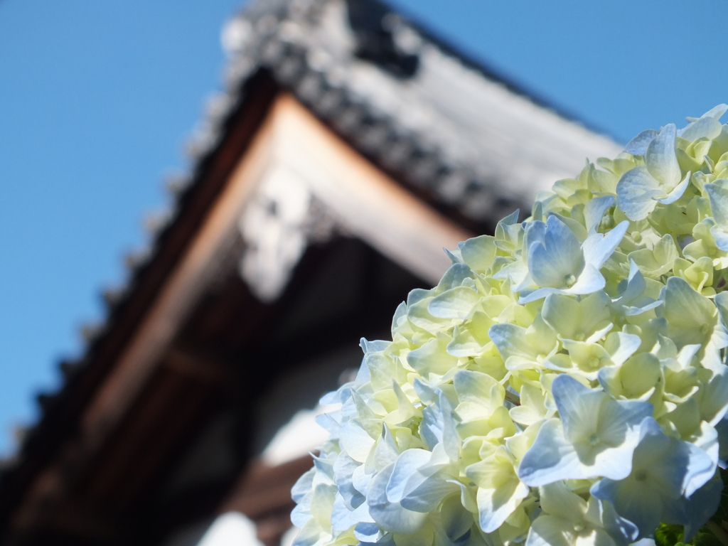 紫陽花(R)