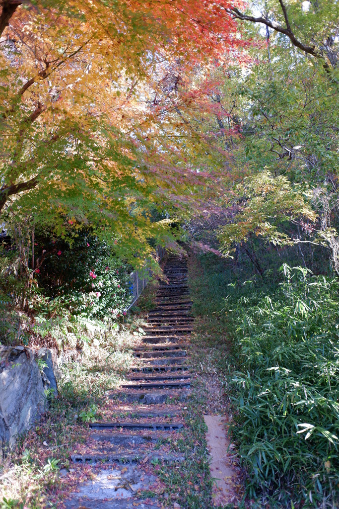 紅葉(1)