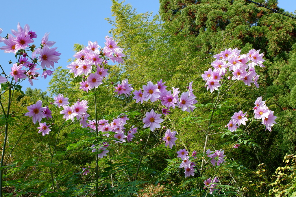 イチリンソウ(1)