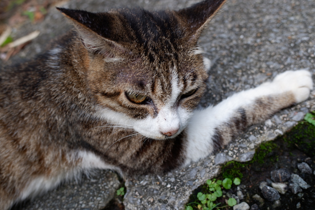 ねっこ(7)