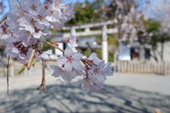 しだれ桜(2)