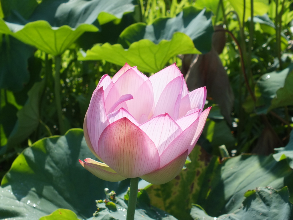 畦野の蓮池(2)