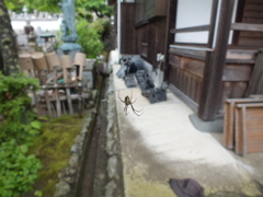 コガネグモ