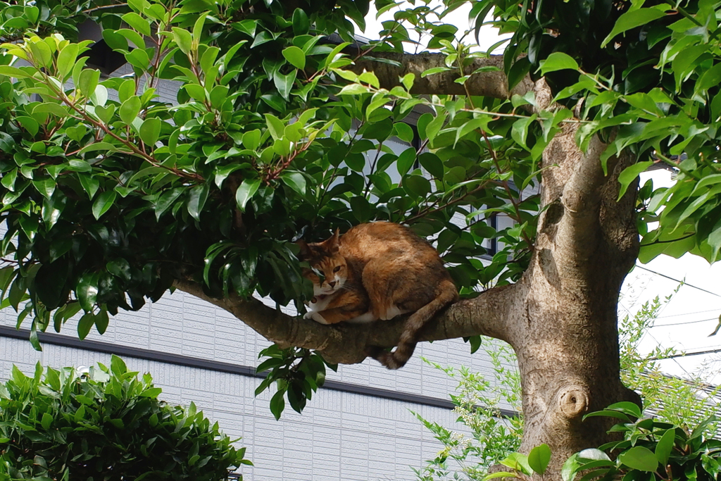 枝猫