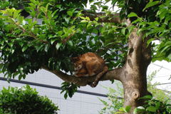 枝猫