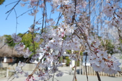 しだれ桜(1)