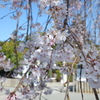 しだれ桜(1)