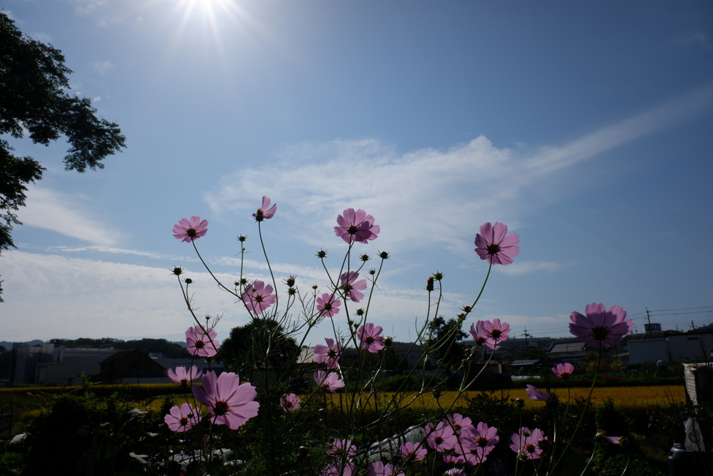 コスモスと秋の空 B