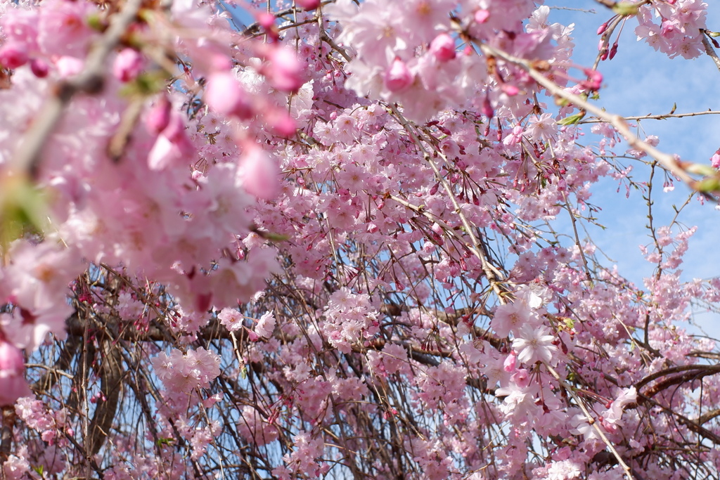 枝垂れ桜(1)