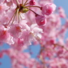 枝垂桜(3)