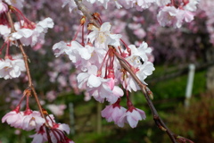 枝垂桜(2025-04-06)