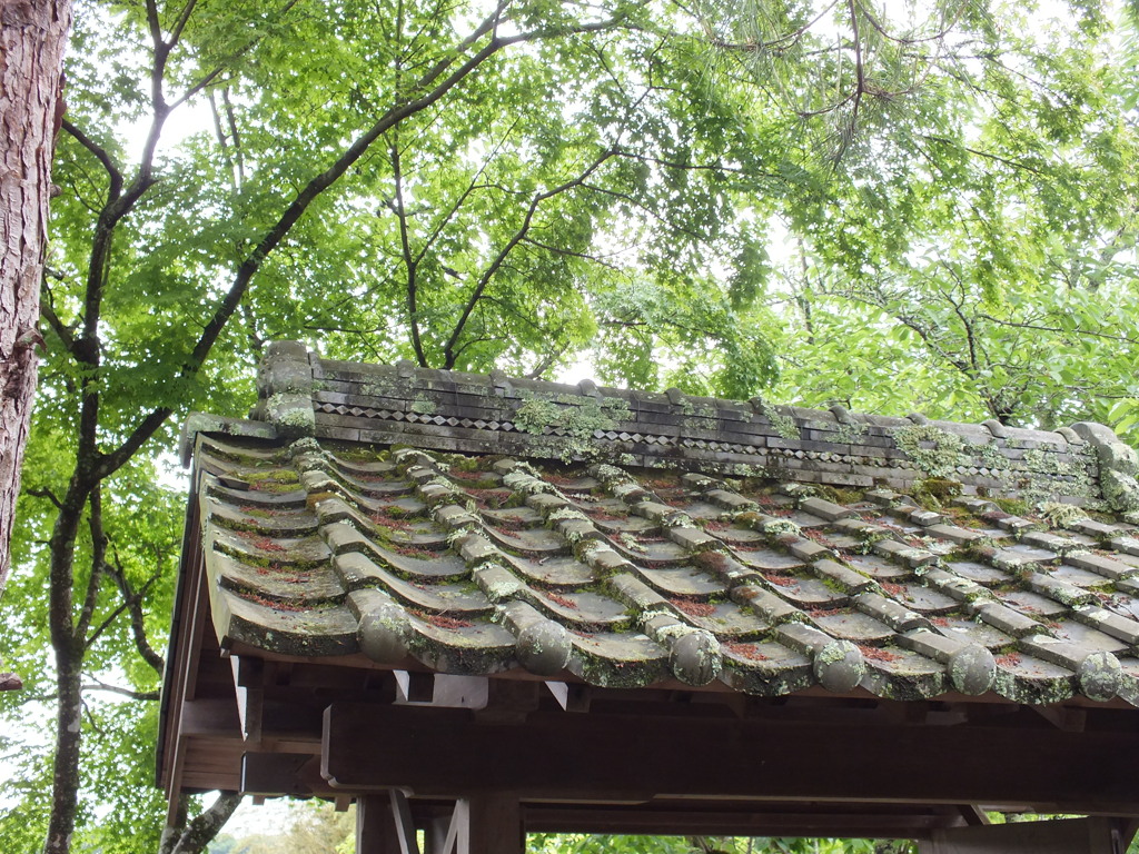 夏景　雨上がりの新録