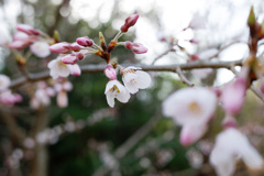 春景　初桜(2)