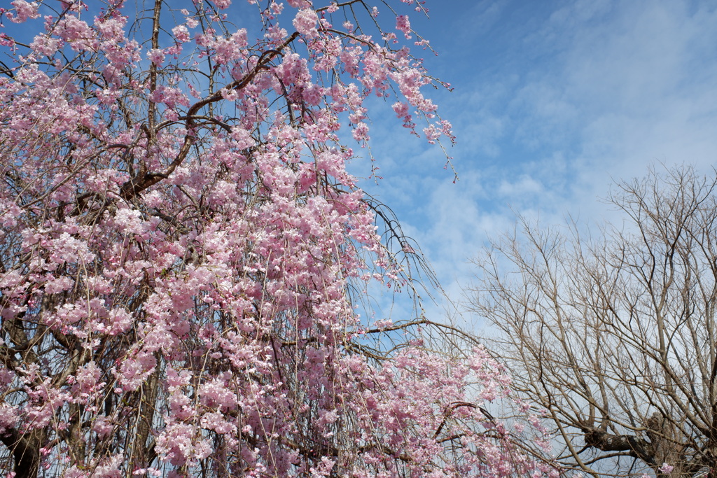 枝垂れ桜(4)