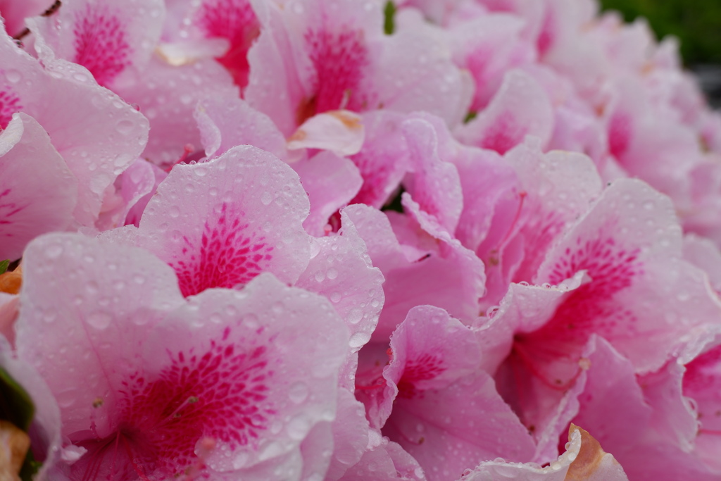 雨上がりの花達(4)