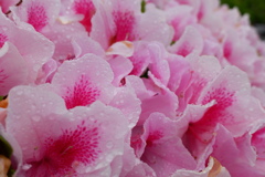 雨上がりの花達(4)