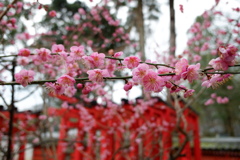 紅梅と鳥居