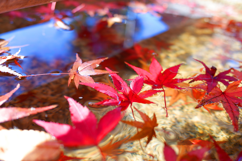 鏡水の紅葉