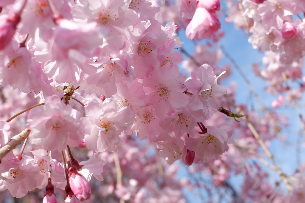 枝垂れ桜(2)