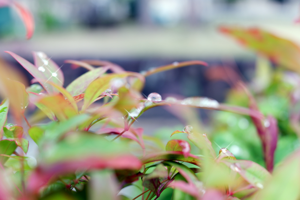 雨上がり(クロススクリーンフィルター)