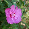 夏の花
