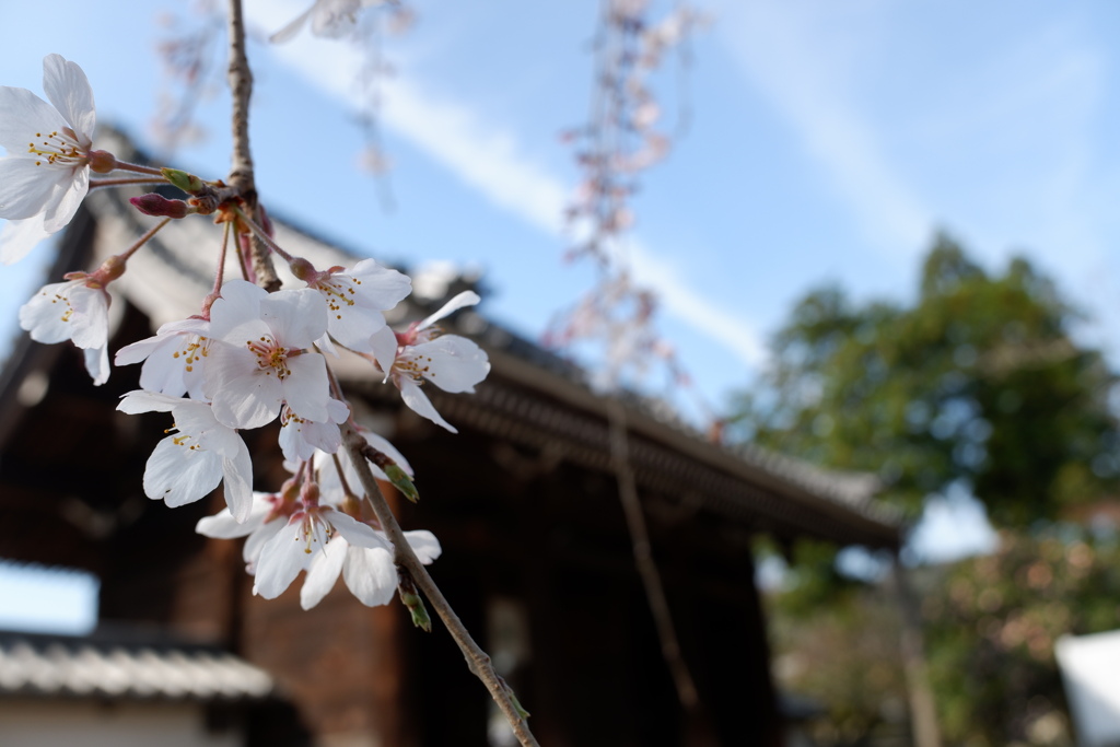 枝垂れ桜(2)