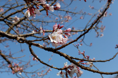 春景　桜と青空