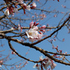 春景　桜と青空