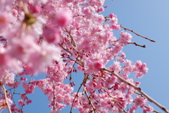 枝垂桜(4)