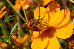 ミツバチ(1)