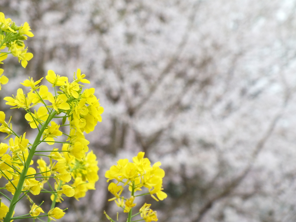 エドヒガンと菜の花(4)