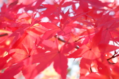 紅葉03(2024-12-15)