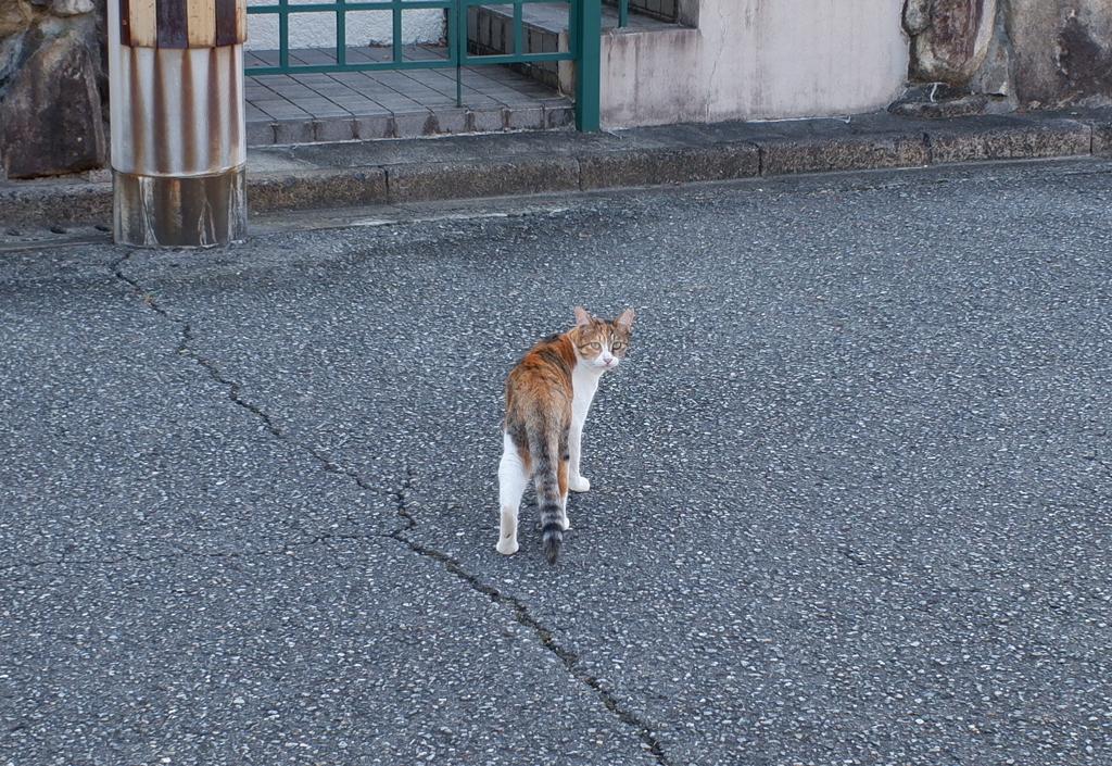 ねっこ