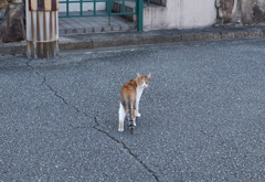 ねっこ