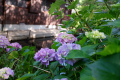 紫陽花(2)
