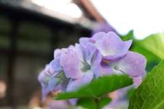 紫陽花(3)